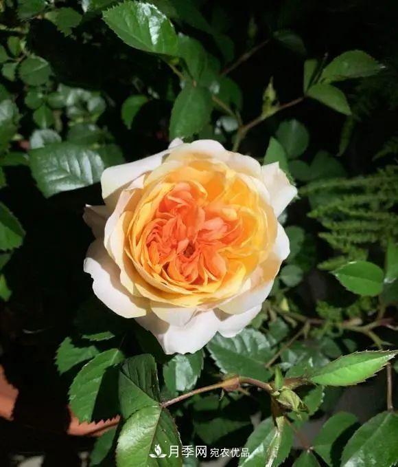月季花中的“王者”，花友都喜歡養(yǎng)，如今沒(méi)落了，顏值依舊很高(圖2)