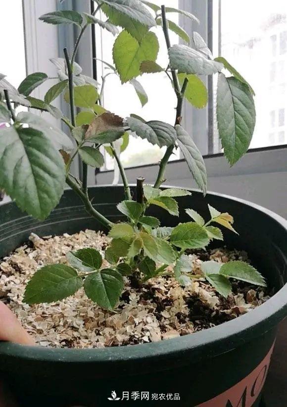月季花中的“王者”，花友都喜歡養(yǎng)，如今沒(méi)落了，顏值依舊很高(圖3)