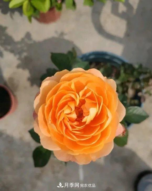 月季花中的“王者”，花友都喜歡養(yǎng)，如今沒(méi)落了，顏值依舊很高(圖4)