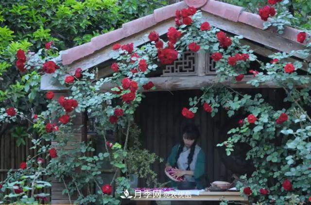 李子柒的紅色月季花墻，這個品種，好養(yǎng)易打理(圖1)