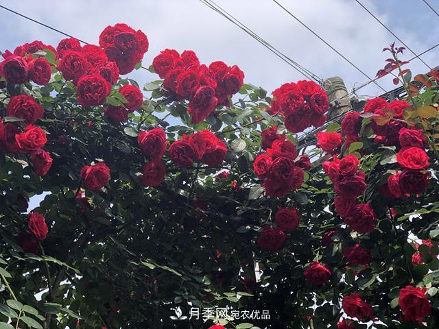 李子柒的紅色月季花墻，這個品種，好養(yǎng)易打理(圖3)
