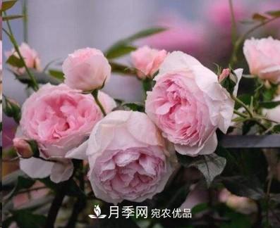 盤點各國的灌木月季品種，哪些是不可錯過的經(jīng)典品種！(圖6)