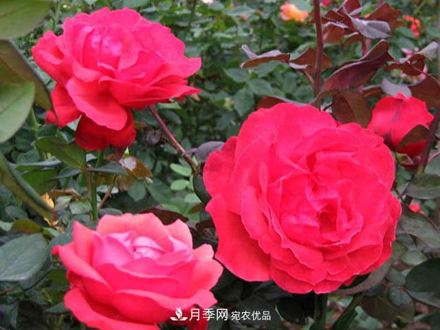 南陽(yáng)月季枝條怎么修剪？(圖1)