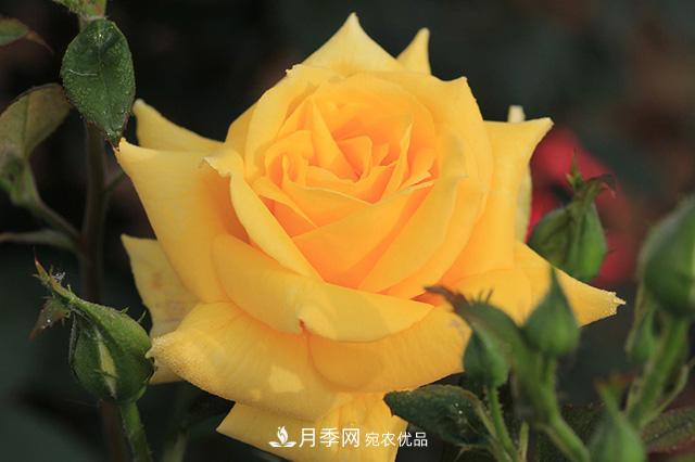 秋天如何把握好月季施肥的度？(圖1)