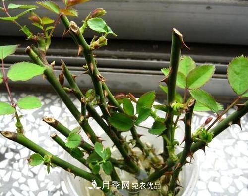 月季扦插水插法要點(diǎn)是什么？(圖1)