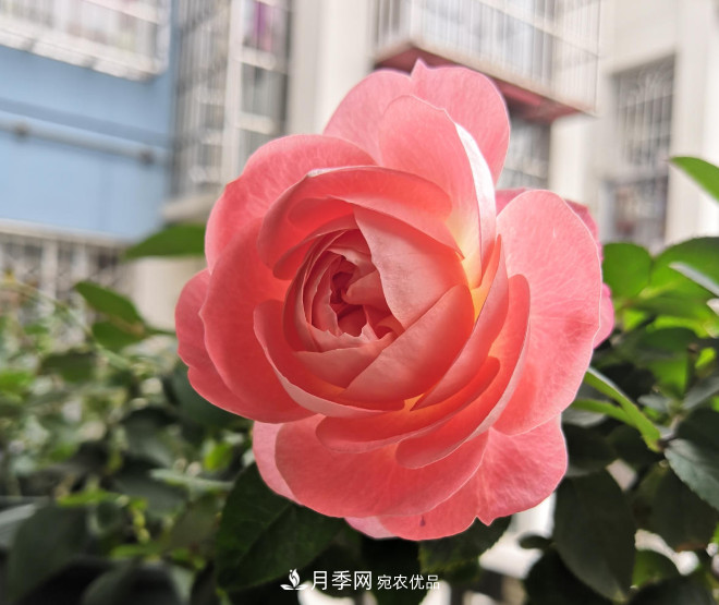 6種月季太勤快，開花一茬接一茬，花量大還抗病！(圖5)