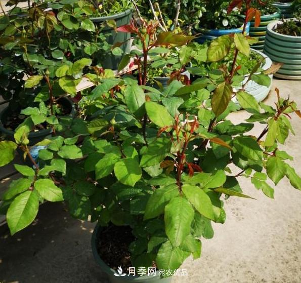 養(yǎng)的月季為什么不愛長？這幾個(gè)原因***常見(圖1)