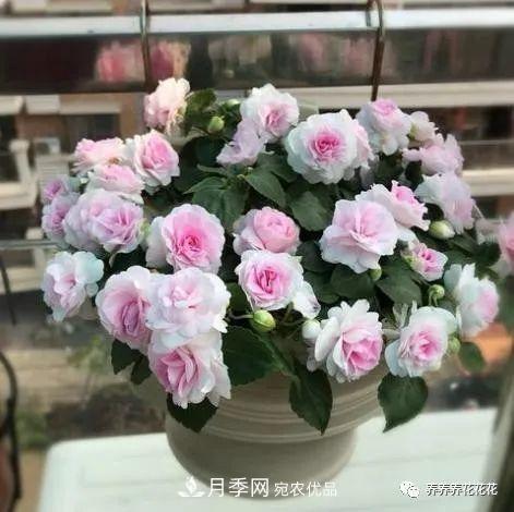 陽(yáng)臺(tái)種盆它，比月季開(kāi)花勤，小巧精致好養(yǎng)活，開(kāi)花重瓣似牡丹(圖4)