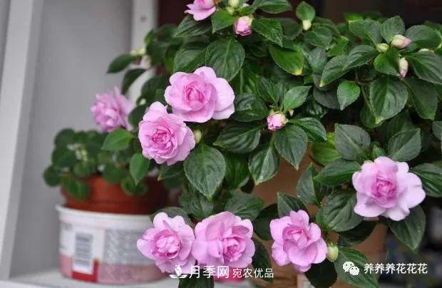 陽(yáng)臺(tái)種盆它，比月季開(kāi)花勤，小巧精致好養(yǎng)活，開(kāi)花重瓣似牡丹(圖3)