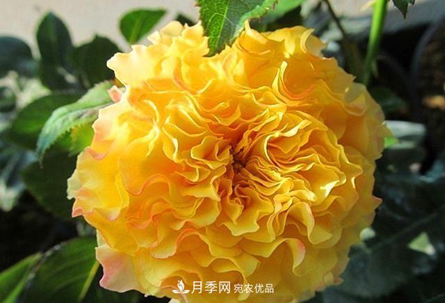 ***美的波浪邊月季，又香又勤花，種植無難度，非常適合新手(圖8)