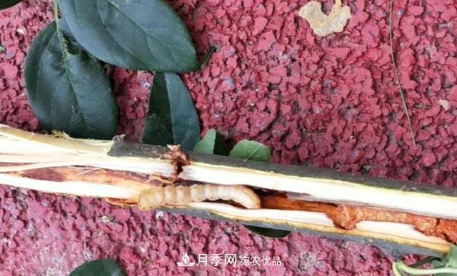 立秋后，園林養(yǎng)護(hù)一定要注意這4點(diǎn)，這樣苗木才能長(zhǎng)得好(圖4)