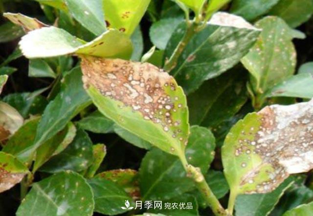 立秋后，園林養(yǎng)護(hù)一定要注意這4點(diǎn)，這樣苗木才能長(zhǎng)得好(圖3)