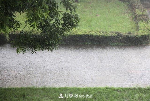 立秋后，園林養(yǎng)護(hù)一定要注意這4點(diǎn)，這樣苗木才能長(zhǎng)得好(圖2)