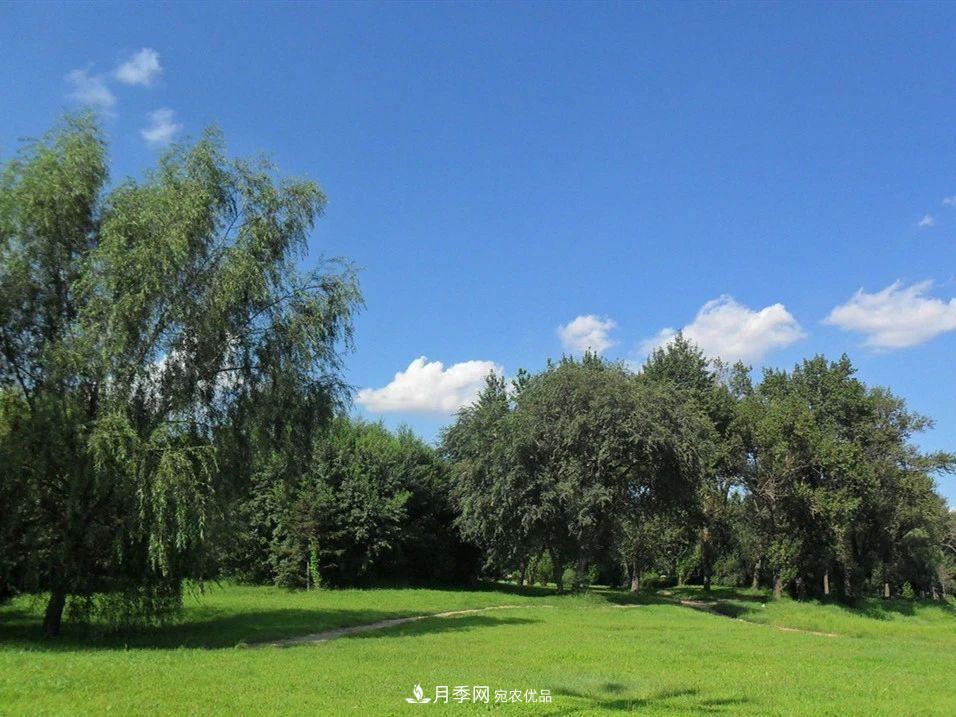 苗木價格漲了，為什么還是不掙錢？(圖1)