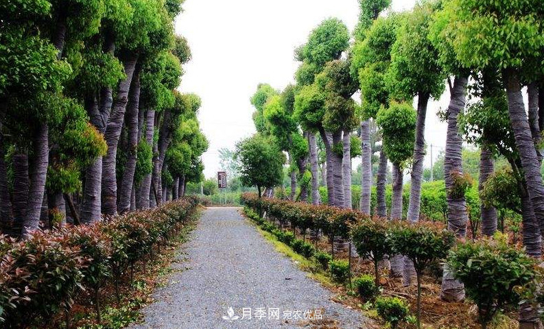2020年苗木生意到底要如何做下去？(圖1)