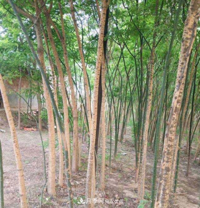 苗木市場(chǎng)是否真的進(jìn)入寒冬？農(nóng)戶地里的樹苗真的只能燒柴火了？(圖1)