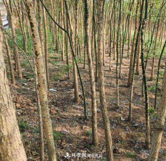 苗木市場(chǎng)是否真的進(jìn)入寒冬？農(nóng)戶地里的樹苗真的只能燒柴火了？(圖2)
