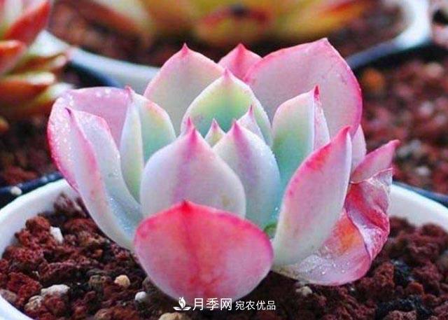 10月養(yǎng)多肉，記住16字“訣竅”，美出“新高度”(圖1)