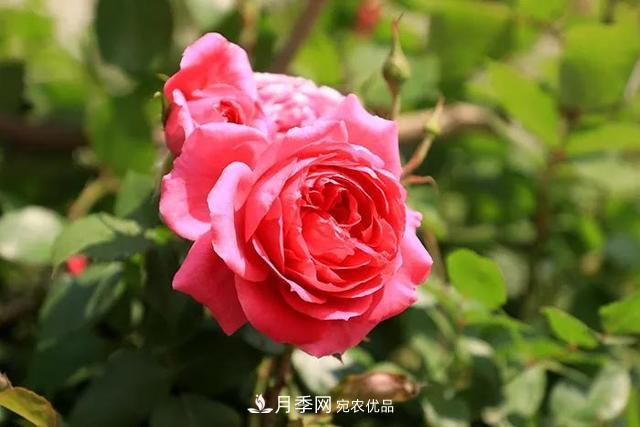 詩(shī)意和禪意：花開(kāi)花落自有時(shí)，總賴(lài)東君主(圖1)