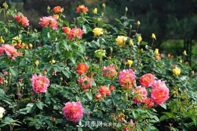 詩(shī)意和禪意：花開(kāi)花落自有時(shí)，總賴(lài)東君主(圖2)