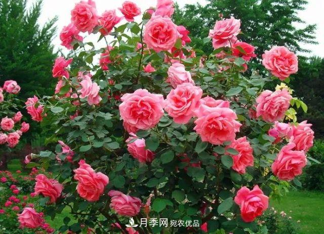 詩(shī)意和禪意：花開(kāi)花落自有時(shí)，總賴(lài)東君主(圖3)