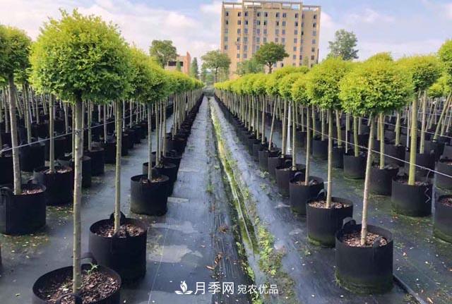 為什么越來(lái)越多的苗木人選擇容器苗？(圖1)