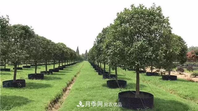 容器苗，或?qū)⒊蔀槊缒痉N植新趨勢(shì)(圖1)