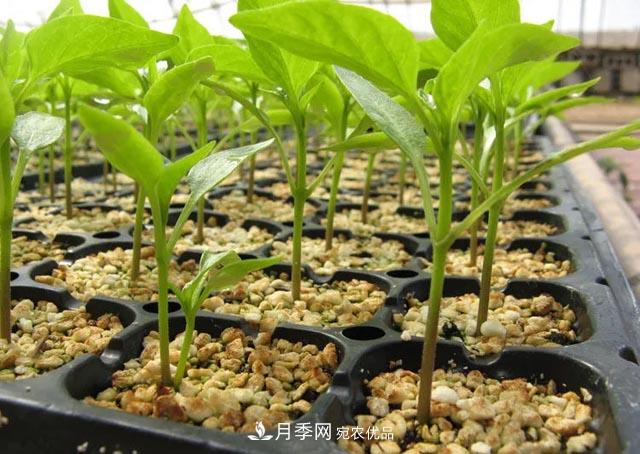 容器苗，或?qū)⒊蔀槊缒痉N植新趨勢(shì)(圖2)