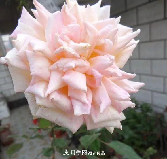 匯集17種中國(guó)古老月季，讓中國(guó)月季流傳下來(lái)(圖15)