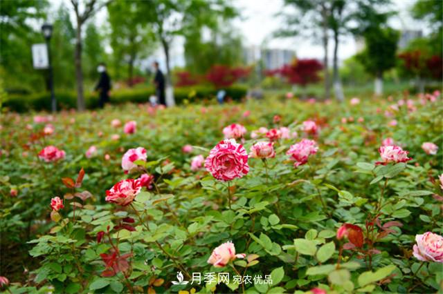 中國不同區(qū)域適合培養(yǎng)哪些月季種類？(圖2)
