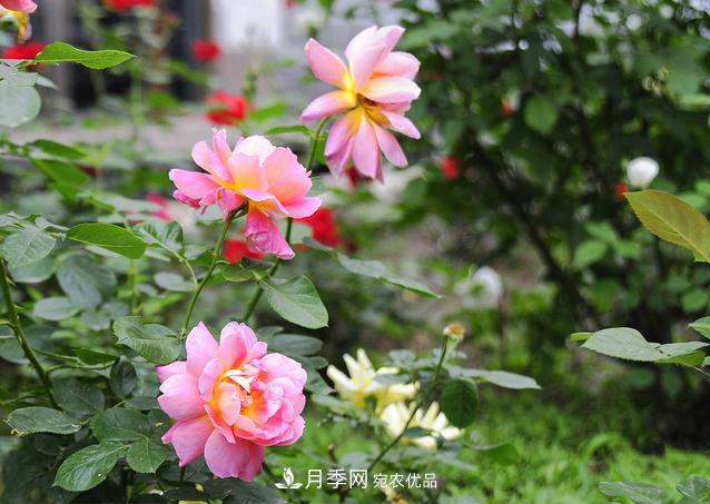 月季花為什么只長(zhǎng)枝條不開花？如何讓月季爆筍？(圖1)