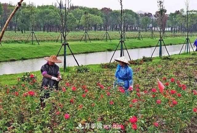 上海松江10萬平方米月季小鎮(zhèn)9月底完工，十一等你來打卡(圖3)