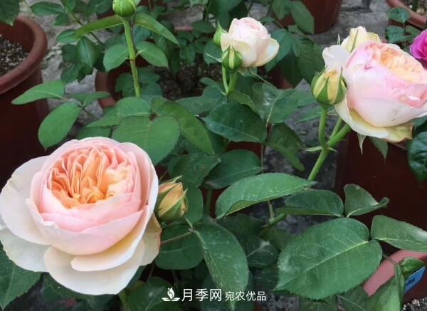 月季小苗要剪掉花苞嗎，如何多分枝(圖1)