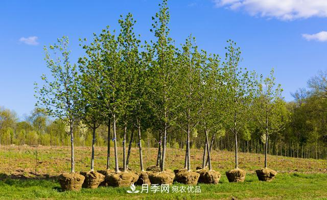 經(jīng)濟(jì)價(jià)值較高，適合在農(nóng)田種植的苗木有哪些？(圖1)