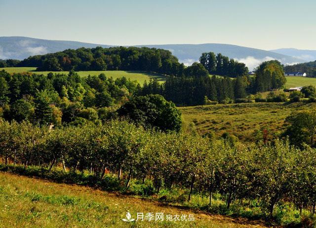 經(jīng)濟(jì)價(jià)值較高，適合在農(nóng)田種植的苗木有哪些？(圖2)