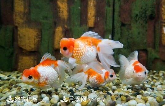 南陽鎮(zhèn)平：中國金魚之鄉(xiāng)，中國錦鯉之鄉(xiāng)的觀賞魚養(yǎng)殖產(chǎn)業(yè)(圖1)