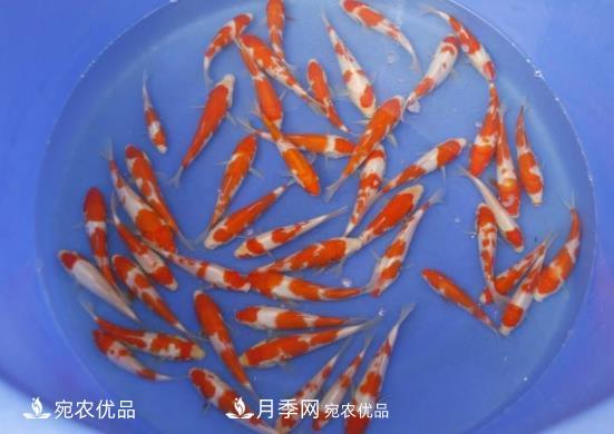南陽鎮(zhèn)平：中國金魚之鄉(xiāng)，中國錦鯉之鄉(xiāng)的觀賞魚養(yǎng)殖產(chǎn)業(yè)(圖3)