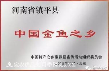 南陽鎮(zhèn)平：中國金魚之鄉(xiāng)，中國錦鯉之鄉(xiāng)的觀賞魚養(yǎng)殖產(chǎn)業(yè)(圖2)