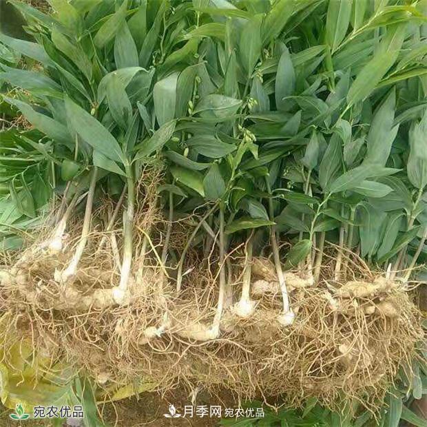 市場需求大，黃精種植效益分析，南陽黃精種苗基地直銷價(jià)格(圖2)