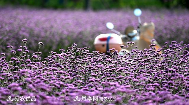 馬鞭草爭艷怒放 南陽達(dá)士營村美麗鄉(xiāng)村夢幻家園(圖3)