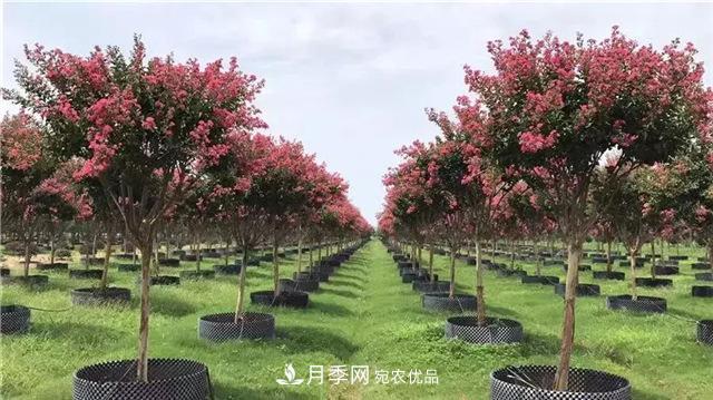 什么樣的南陽(yáng)苗木才能賣(mài)出高價(jià)！(圖2)