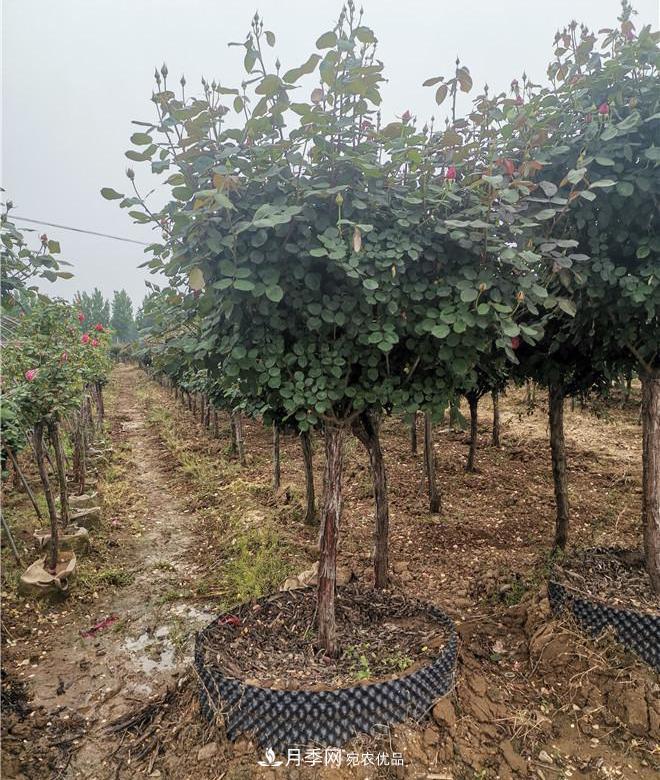 南陽精品苗木的標準怎么定？這三個硬指標一定要知道(圖2)