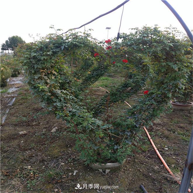 心形月季造型，新型造型月季景觀(圖3)
