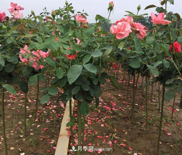 現(xiàn)在農(nóng)村發(fā)展綠化苗木還有市場嗎？培育精品苗木(圖1)