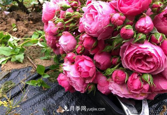 月季用什么土長的更好？很簡單(圖1)