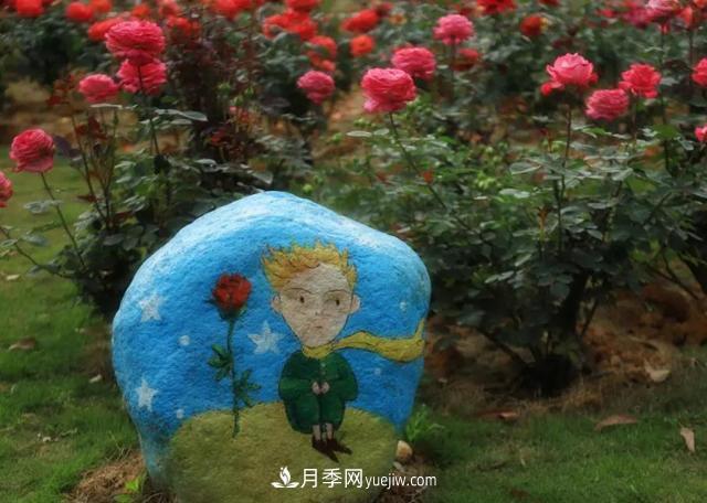 月季/玫瑰花是***具推廣的潛力花木，不用擔(dān)心它的未來(圖1)