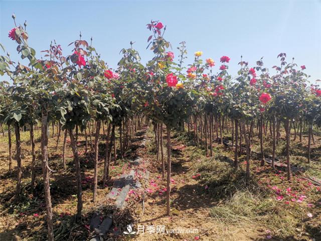 新品種樹狀月季花期長生命力強，院子陽臺都可以種植！(圖1)