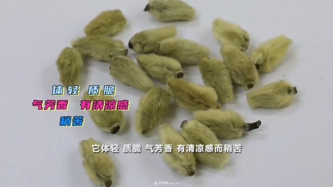 公園里種的玉蘭也是一味藥材，是真的嗎？(圖5)