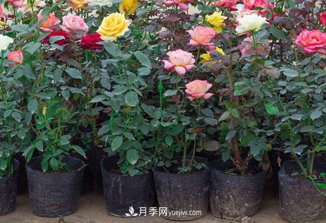 月季花的灑水的注意事項有哪些？(圖1)