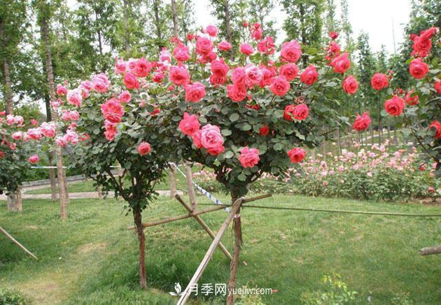 湖北樹(shù)狀月季為何開(kāi)花少？(圖1)